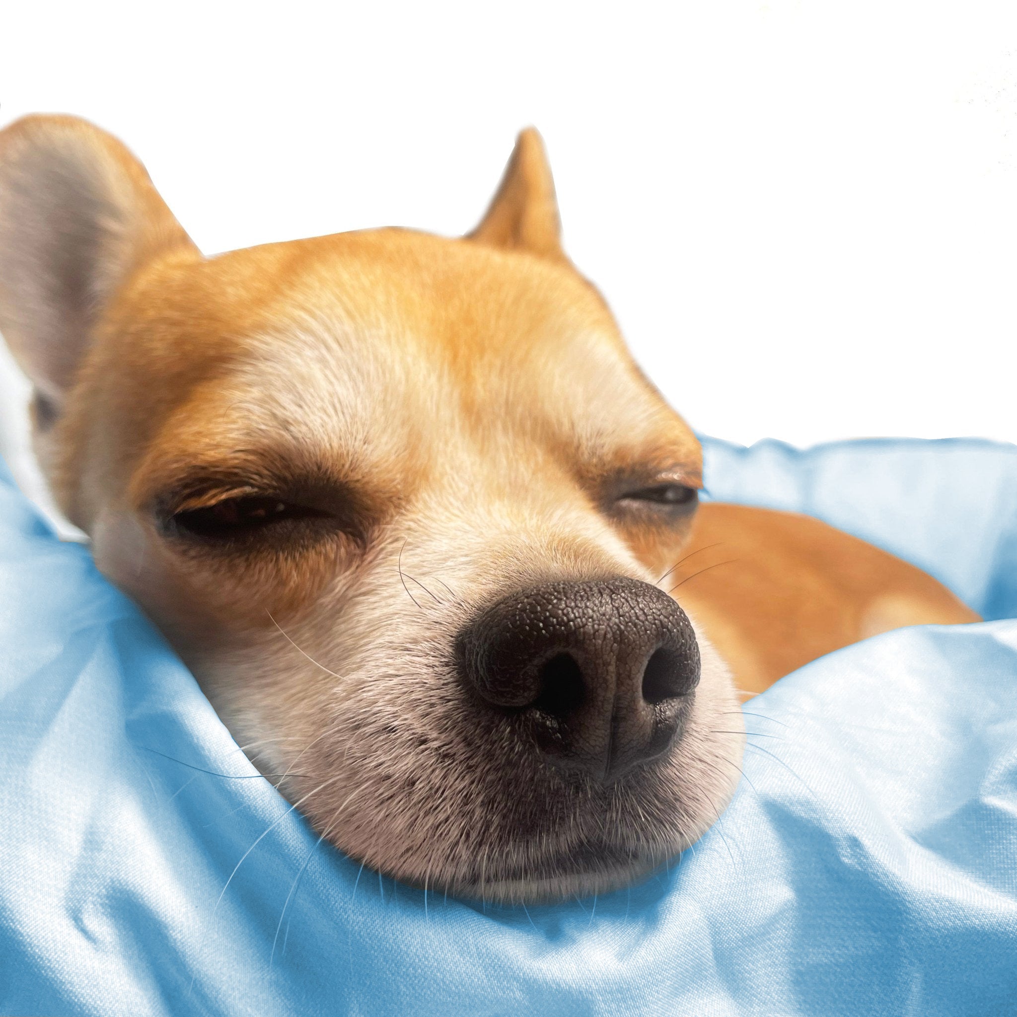 LuxeGuard™ Car Seat Cover - BarkRipple