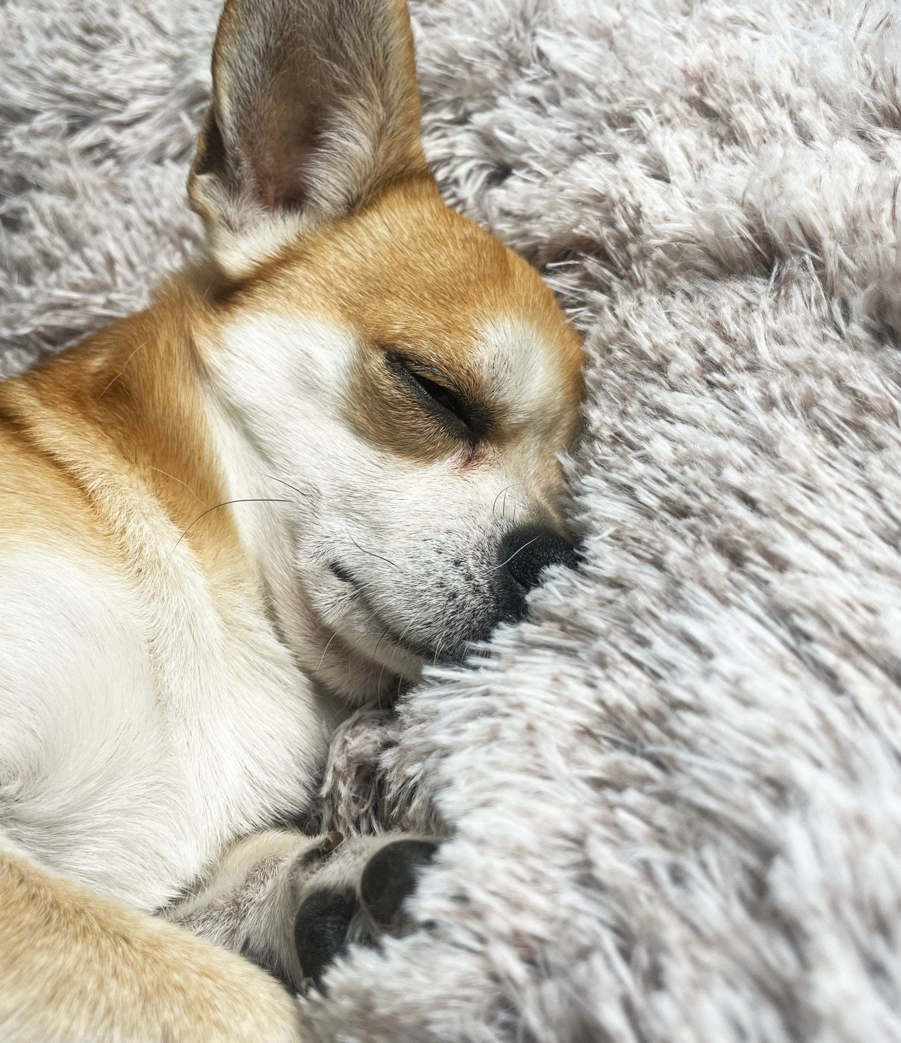 Serenity CloudBed™ - BarkRipple